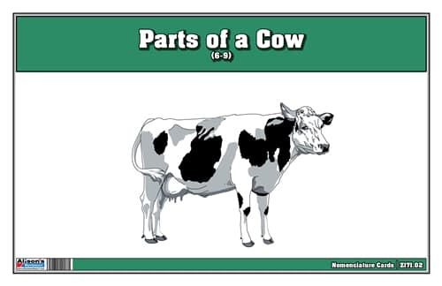 Parts of a Cow Nomenclature Cards (6-9)