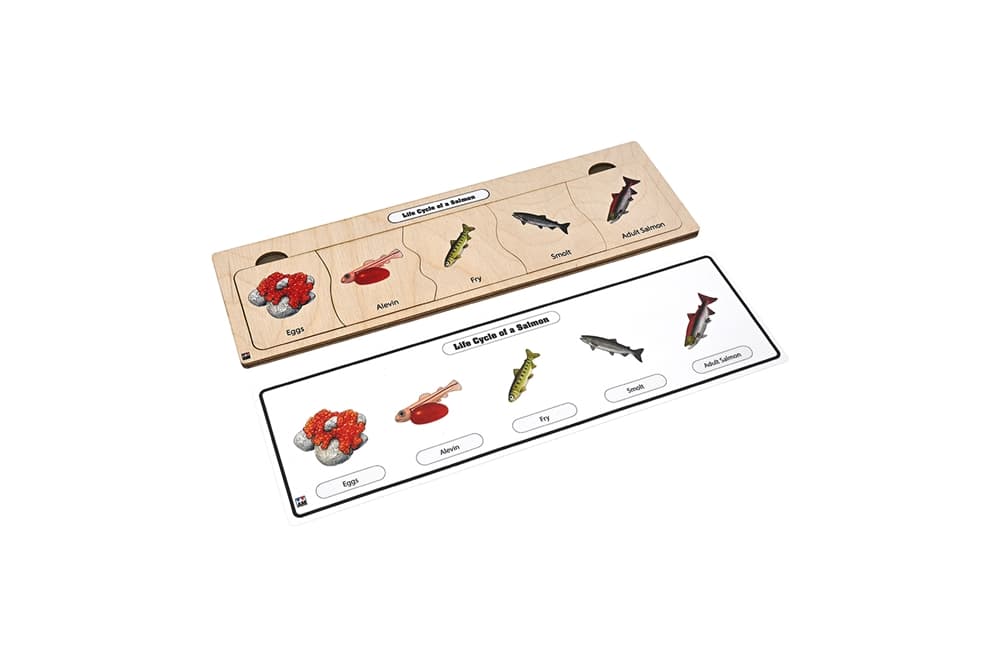 Life Cycle Puzzle: Salmon