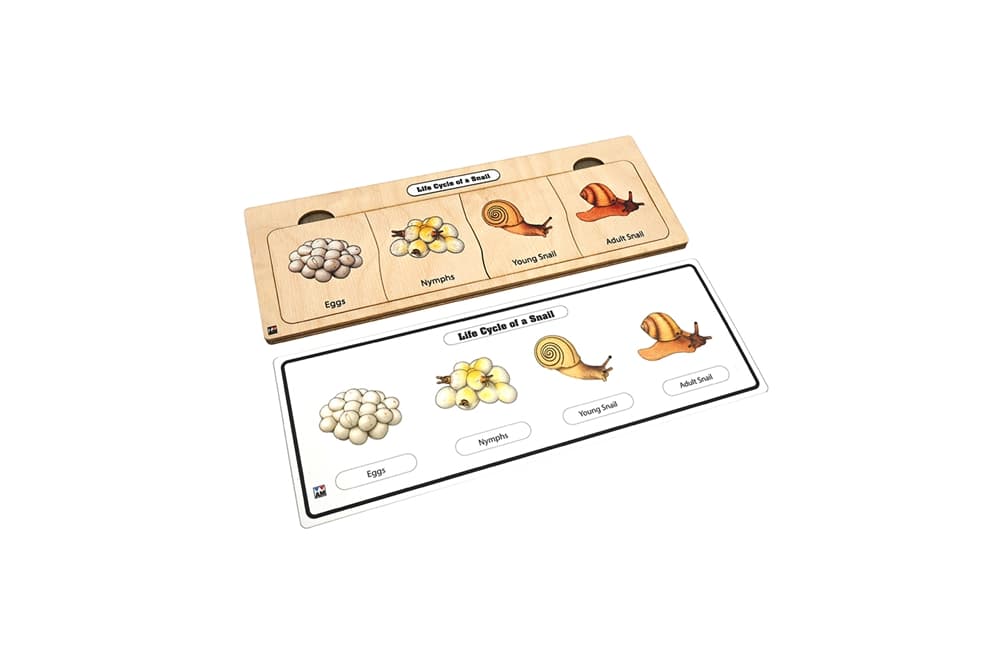 Life Cycle Puzzle: Snail