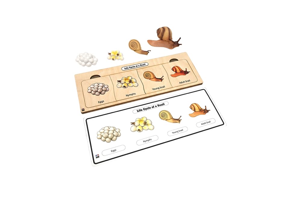 Life Cycle Set: Snail