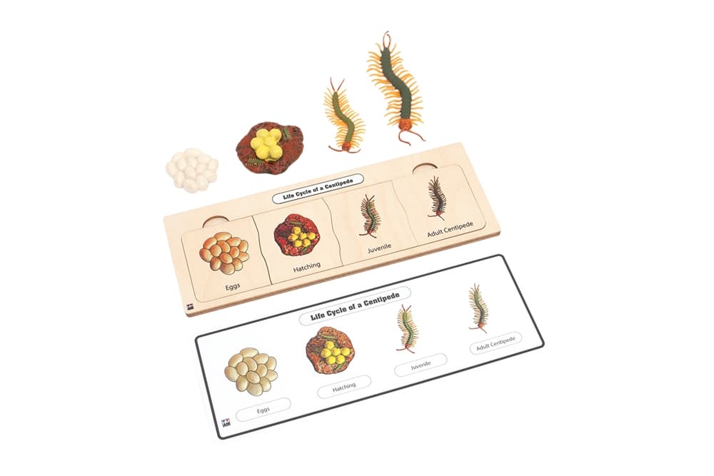 Life Cycle Set: Centipede