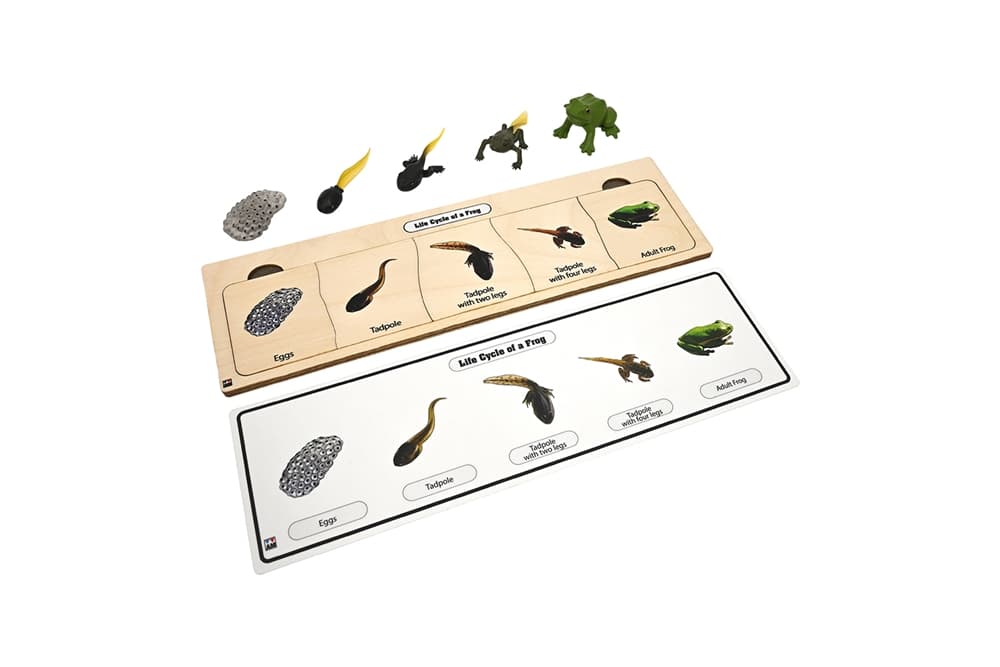 Life Cycle Set: Frog 2 (Five Stages)