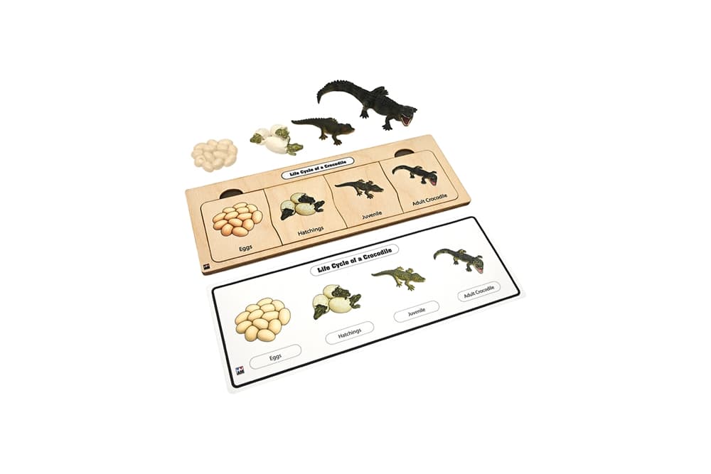 Life Cycle Set: Crocodile