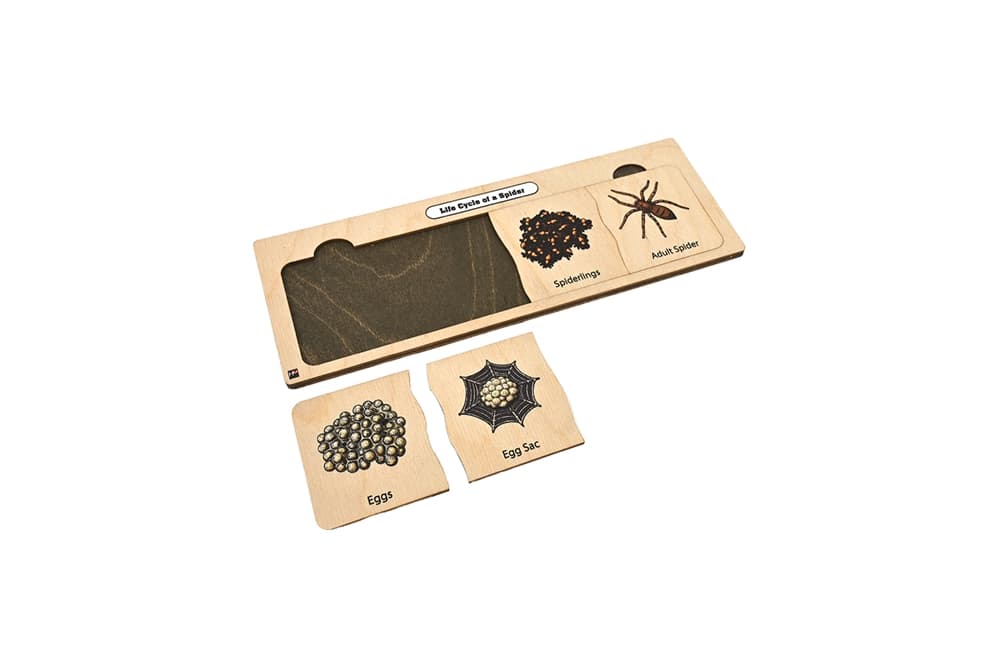 Life Cycle Set: Spider