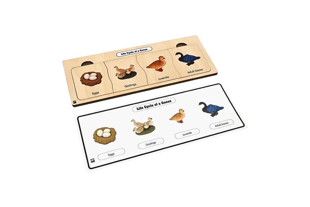 Life Cycle Puzzle: Goose
