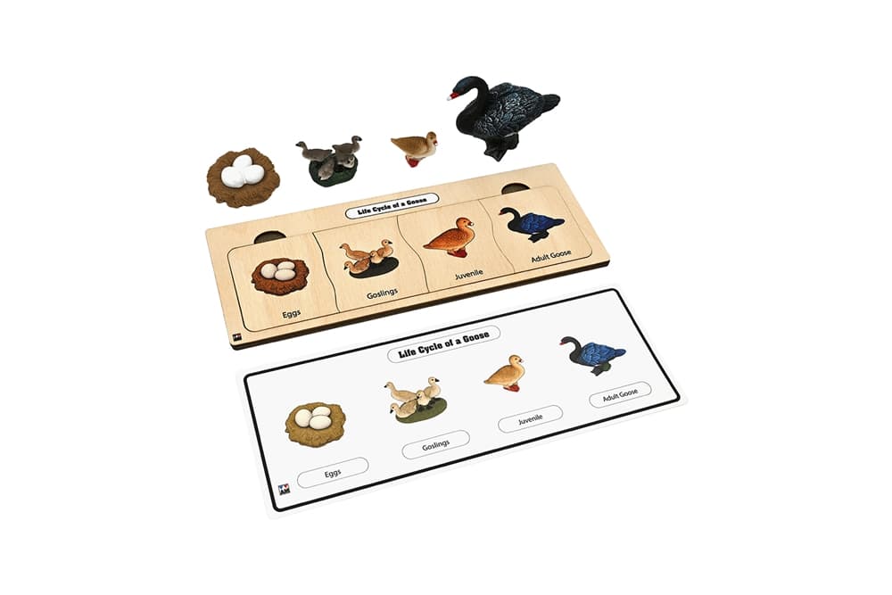 Life Cycle Set: Goose