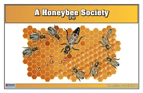 A Honeybee Society Nomenclature Cards (3-6)
