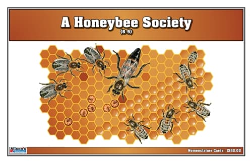 A Honeybee Society Nomenclature Cards (6-9)