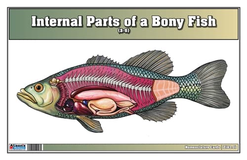 Bony Fish Internal Parts – Nomenclature (3–6)