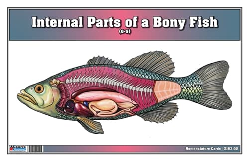 Bony Fish Internal Parts – Nomenclature (6–9)