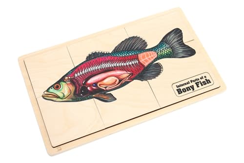 Internal Parts of a Bony Fish Set (3-6)