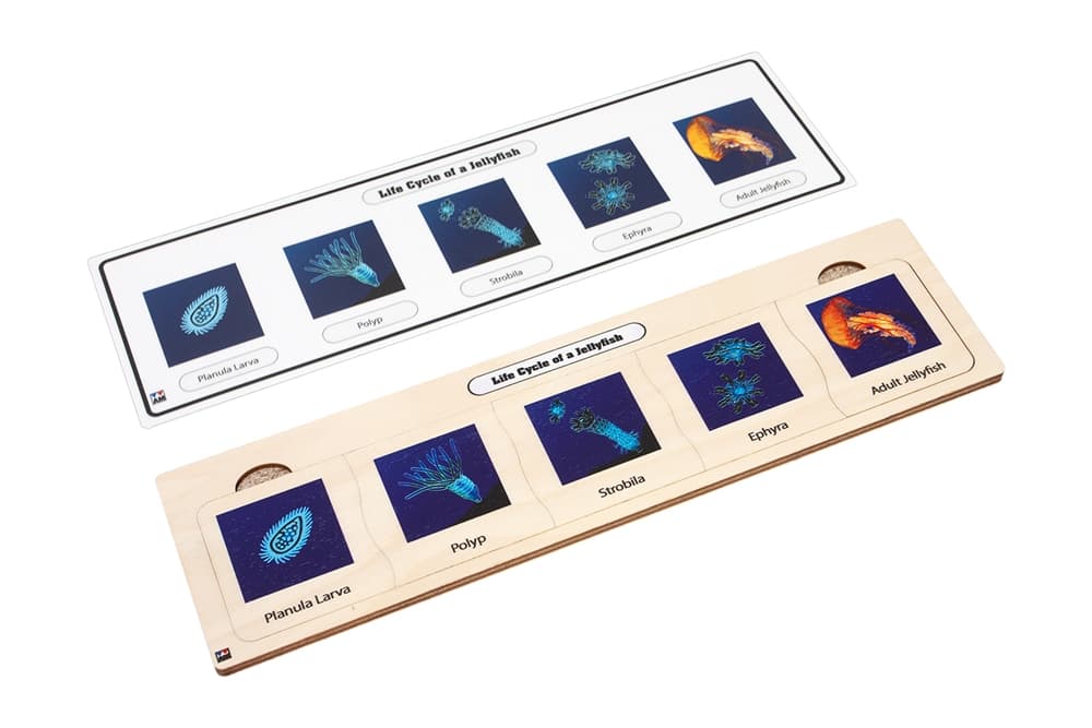 Life Cycle Puzzle: Jellyfish