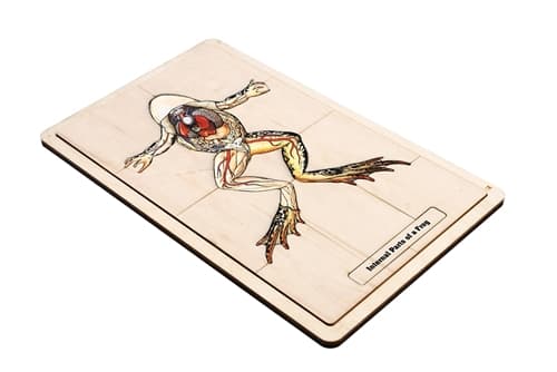 Internal Parts of a Frog Puzzle and Cards (6-9)