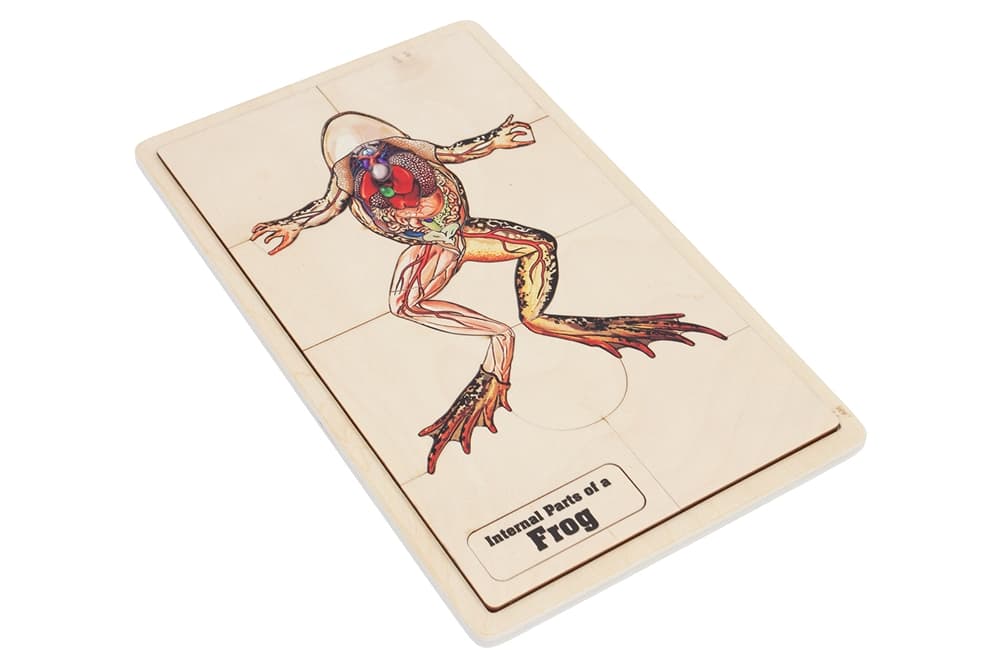 Internal Parts of a Frog Puzzle