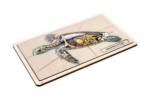 Internal Parts of a Turtle Puzzle and Cards (6-9)