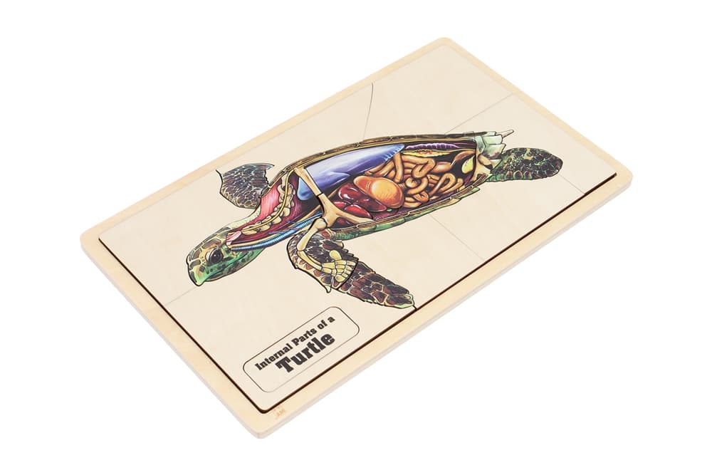 Internal Parts of a Turtle Puzzle