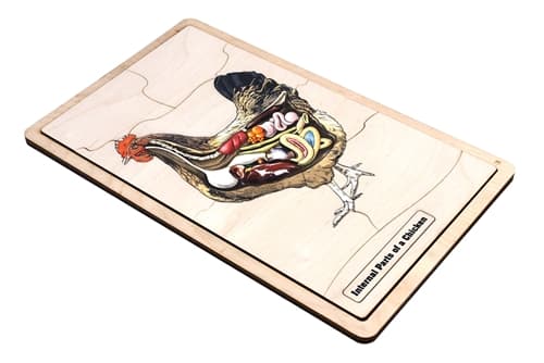 Internal Parts of a Chicken (Complete Set)