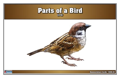 Parts of a Bird Nomenclature Cards (3-6)