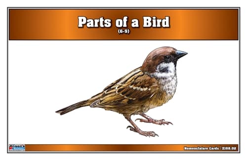 Parts of a Bird Nomenclature Cards (6-9)