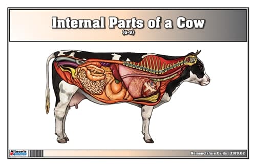 Cow Internal Parts – Nomenclature Cards (6–9)
