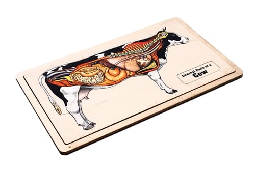 Internal Parts of a Cow (Complete Set)