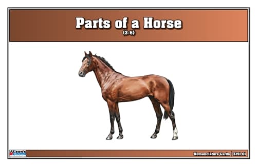 Parts of a Horse Nomenclature Cards (3-6)