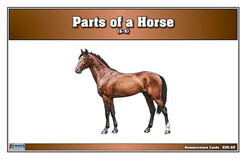 Parts of a Horse Nomenclature Cards (6-9)