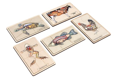 Internal Parts of Vertebrates Study - Complete Set