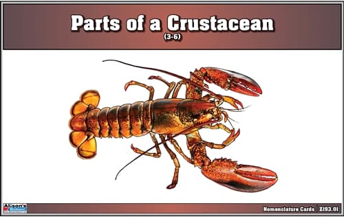 Crustacean Nomenclature Cards for Ages 3–6