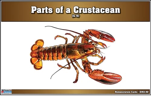 Crustacean Nomenclature Cards for Ages 6–9