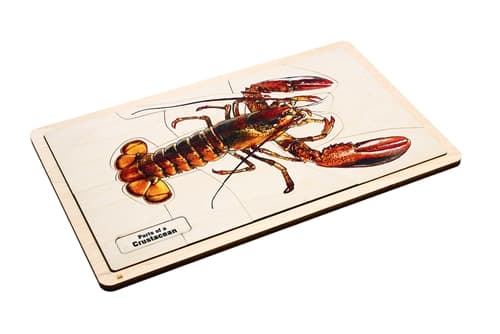 Crustacean Puzzle + Cards (6–9) – Printed