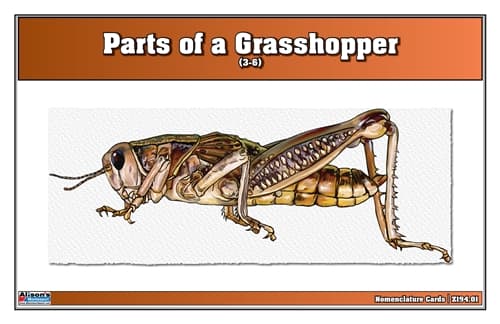 Parts of a Grasshopper – Nomenclature (3–6)