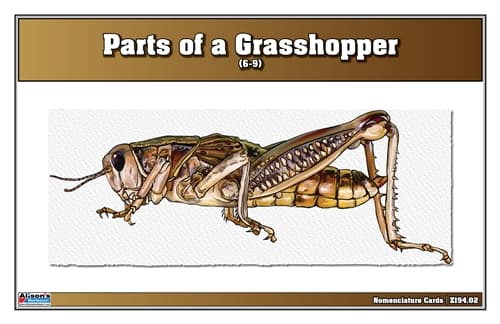 Parts of a Grasshopper – Nomenclature (6–9)