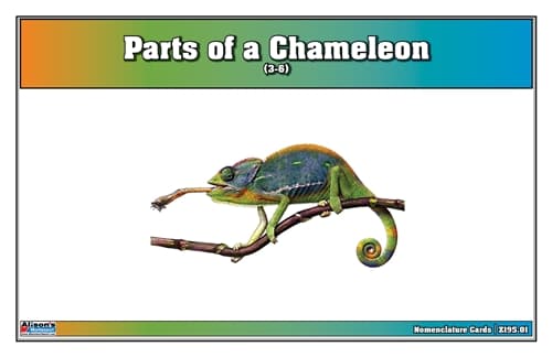 Parts of a Chameleon – Nomenclature (3–6)