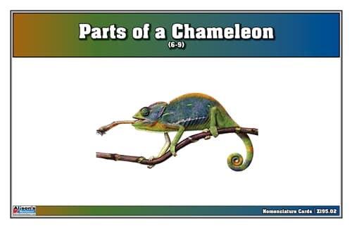 Parts of a Chameleon – Nomenclature (6–9)