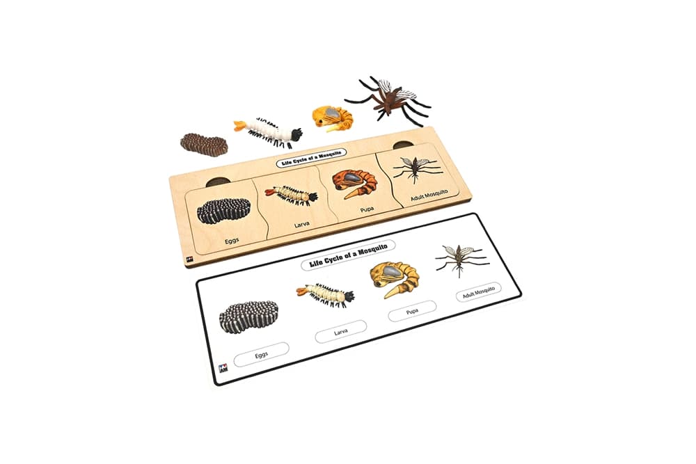 Life Cycle Set: Mosquito