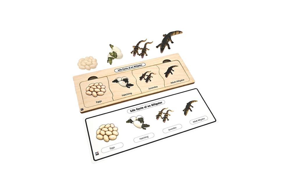 Life Cycle Set: Alligator
