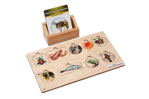 Types of Animal Sensory Organs Set
