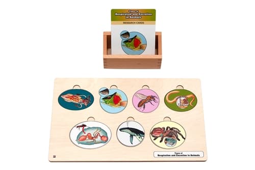 Types of Animal Respiratory & Excretory Organs Set