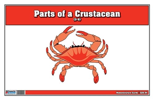 Parts of a Crustacean – Nomenclature (3–6)