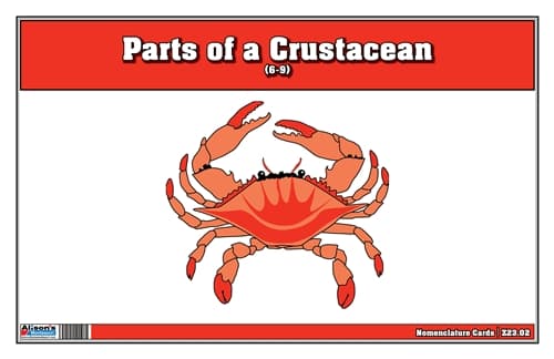 Parts of a Crustacean – Nomenclature (6–9)