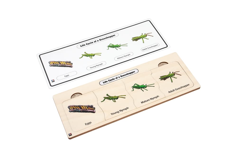 Life Cycle Puzzle: Grasshopper