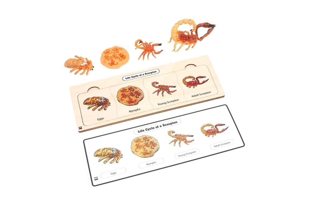 Life Cycle Set: Scorpion