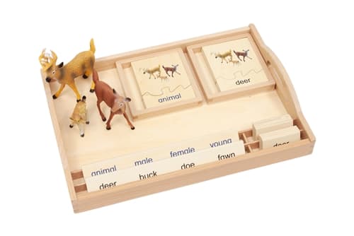 Animal Family - Deer