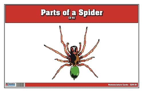Parts of a Spider – Nomenclature (3–6)