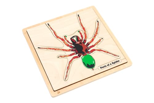 pider Puzzle & Cards (3–6) – Printed