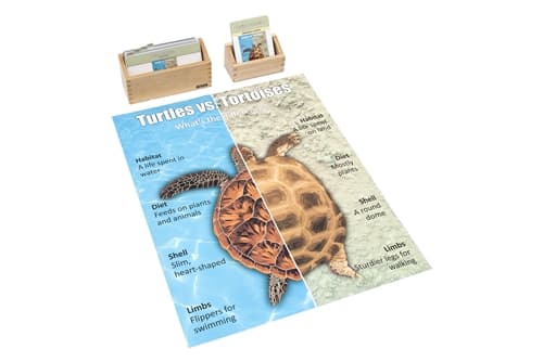 Turtles Vs Tortoises Chart with Cards