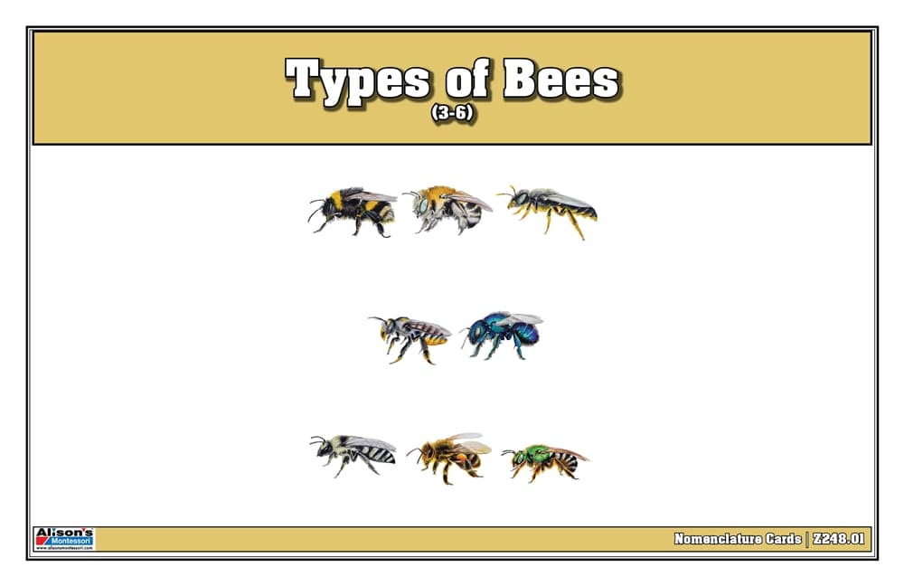 Types of Bees Nomenclature Cards 3-6 (Printed)