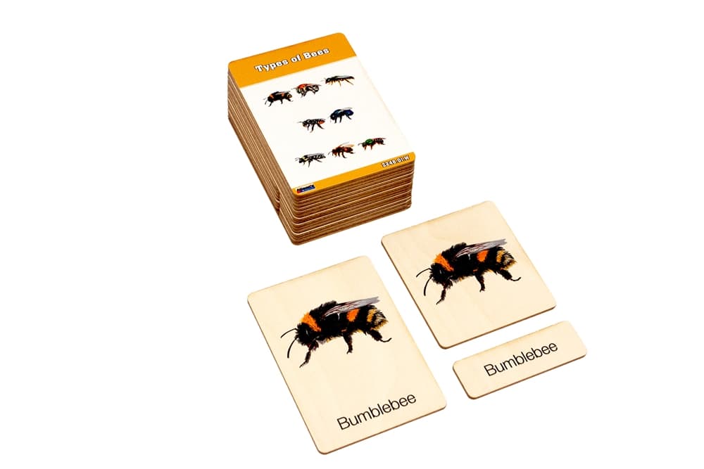 Types of Bees Wooden Nomenclature Cards (3-6)