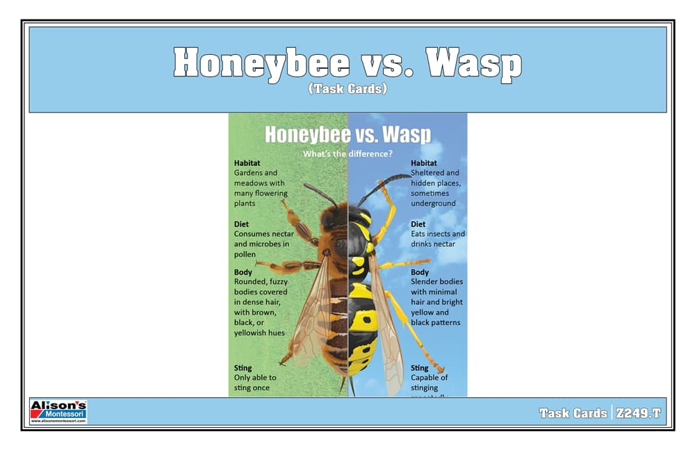 Honeybee vs Wasp Task Cards